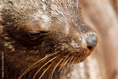 Foto Closeup of head, nose, and whiskers of a cape fur seal
