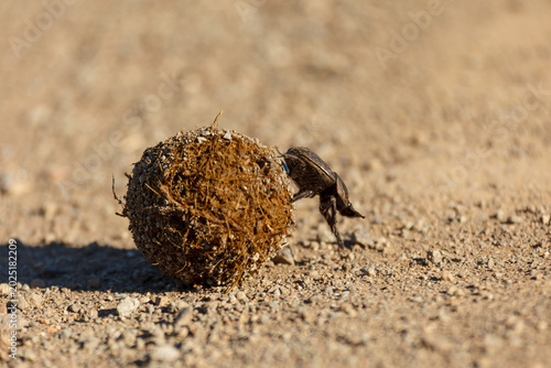 Tableau sur toile Closeup of beetle pushing a twig ball in dusty road