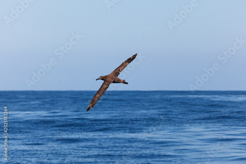 Foto Closeup of an albatross flying over the  water looking for prey