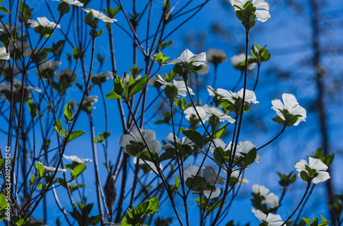 Flowering Pacific Dogwood