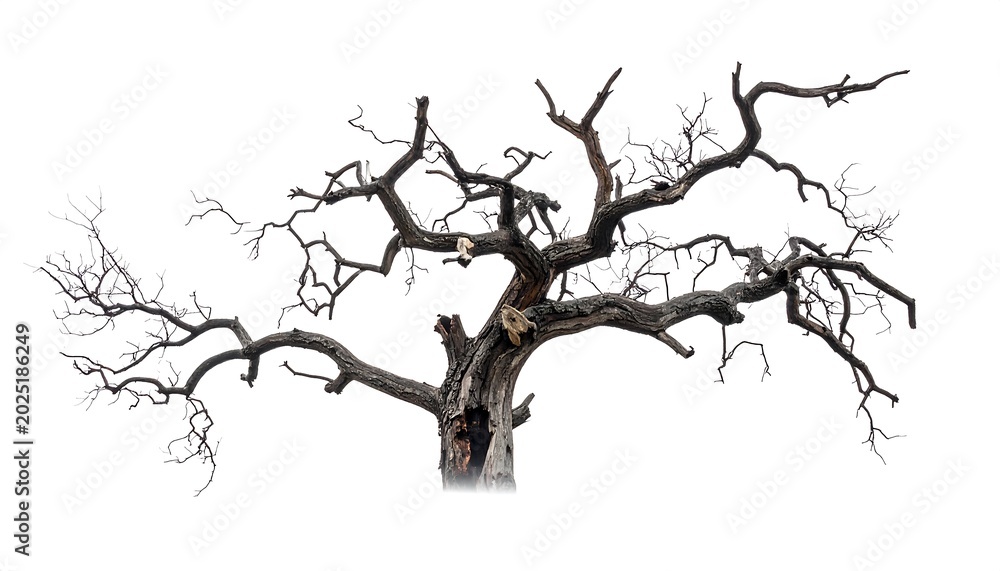 Fototapeta premium Isolated dead tree silhouette against white background for design elements