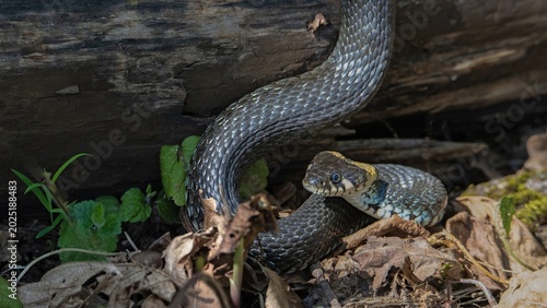 Foto Grass snake slithering on dry leaves in forest