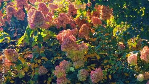 Autumn landscape with colorful flowers. Hydrangea paniculata.