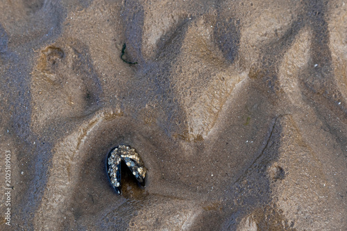 Photos Barnacle-encrusted mussel shell half-buried in wet sand surrounded by tidal ripp