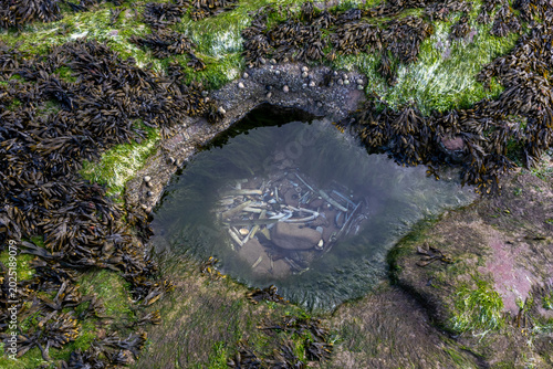 Canvas Print Rock pool filled with razor clam shells surrounded by seaweed-covered rocks and