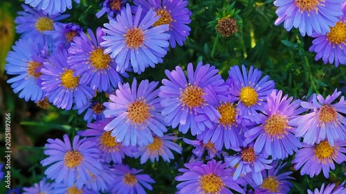 Beautiful flowers in the garden. Aster alpinus.