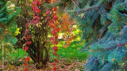 Autumn landscape with trees and leaves. Beautiful nature scene.