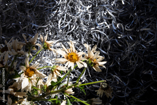 Εκτύπωση καμβά It is a daisy flower abandoned on discarded metal byproducts