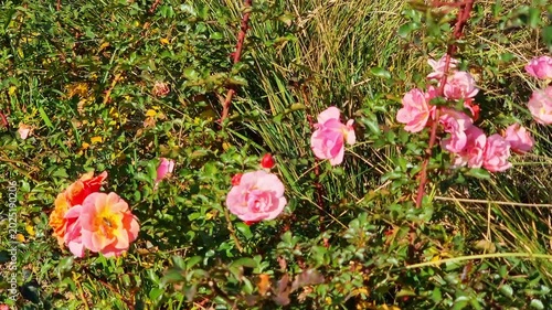 Amazing Roses In The Garden