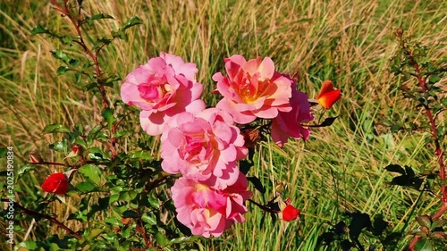 Beautiful Flowers In The Garden