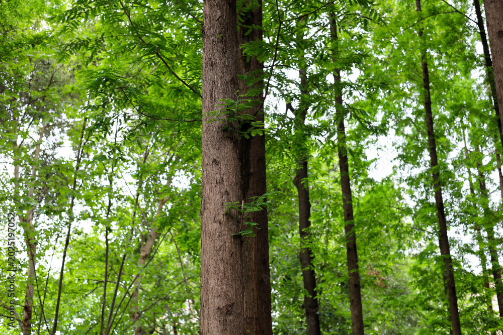 Fototapeta premium Tall green trees growing in a beautiful forest park.