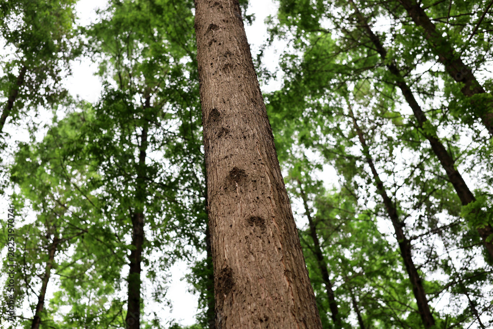 Fototapeta premium Tall green trees growing in a beautiful forest park.
