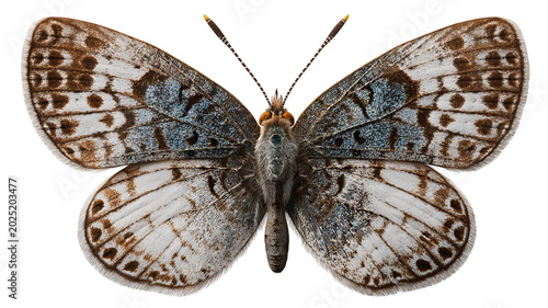 Butterfly pattern PNG style with delicate wing details, isolated on transparent background