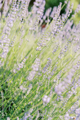 Vivid purple flowers gently dance in sunlight with lush grassy scenery background