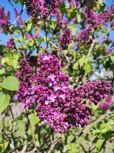 purple lilac flowers