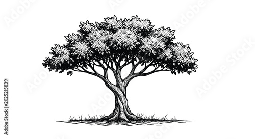 Highly detailed black and white pen and ink style sketch of a large sprawling tree with a dense canopy and gnarled trunk.