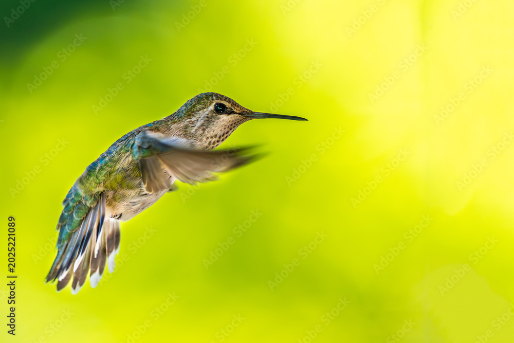 Fototapeta premium Hummingbird hovering in flight against soft green background