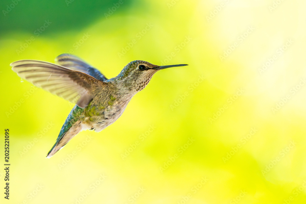 Fototapeta premium Hummingbird hovering in flight against soft green background