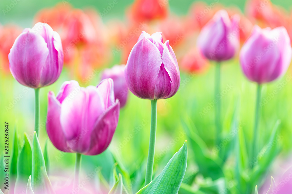 Obraz premium Beautiful pink and purple tulip flowers in a bright spring field