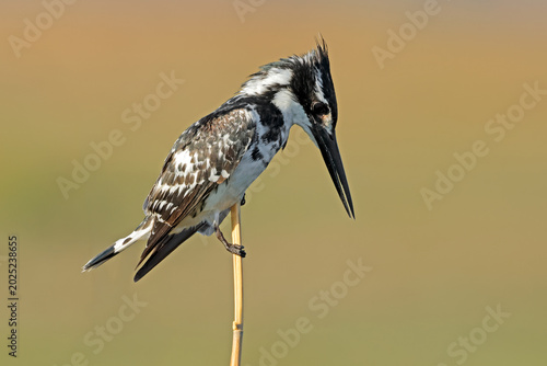 A pied kingfisher (Ceryle rudis) perched on a branch, Chobe National Park, Botswana