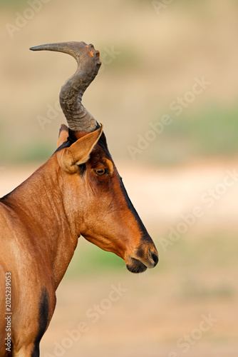 Portrait of a red hartebeest (Alcelaphus buselaphus) in natural habitat, Kalahari desert, South Africa