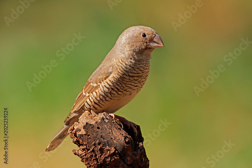 A female red-headed finch (Amadina erythrocephala) perched on a branch, South Africa