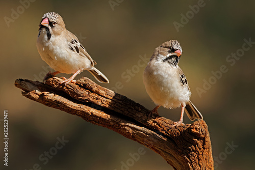 A pair of small scaly-feathered weavers (Sporopipes squamifrons) perched on a branch, South Africa