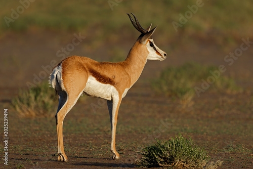 A springbok antelope (Antidorcas marsupialis) standing in natural habitat, Kalahari desert, South Africa