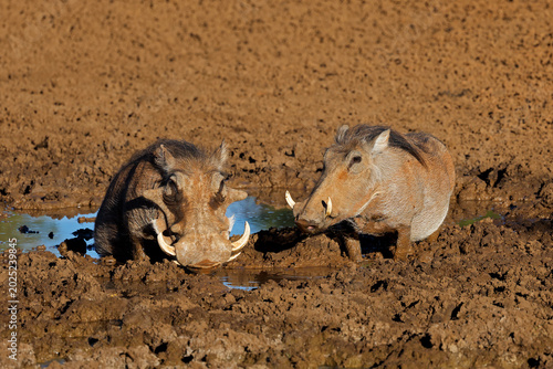 Two warthogs (Phacochoerus africanus) in a muddy waterhole, Mokala National Park, South Africa