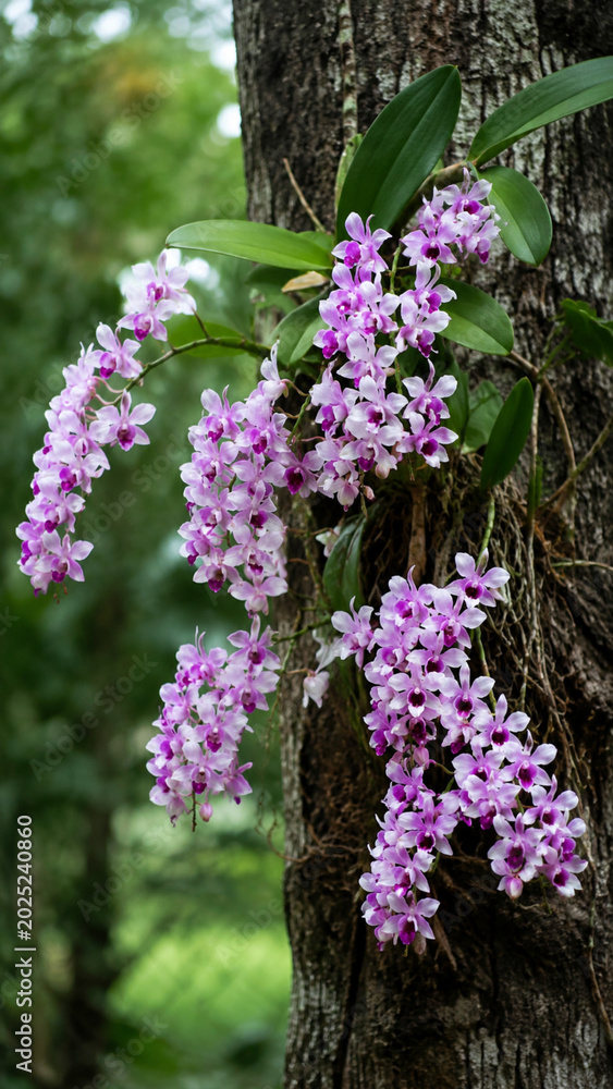 Obraz premium lilac flowers in the garden