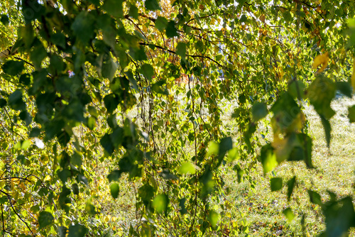 Konstfotografi Sunlit weeping birch leaves abstract background