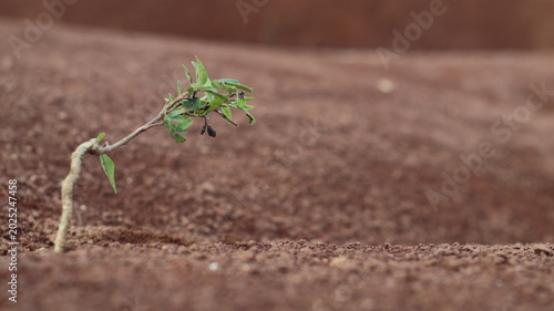 Foto Close-up of a small green twig growing out of barren brown ground, hope and ecol