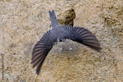 Фотография Sand Martin - Riparia riparia, beautiful shy perching bird from Euroasian sand banks, Czech Republic