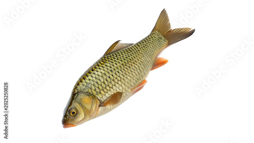 Fotografía A fresh raw whole river fish carp or tench with scales ready for cooking isolate