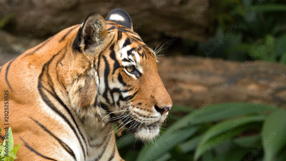 Fototapeta premium Close Up Profile of a Sumatran Tiger Resting in the Jungle