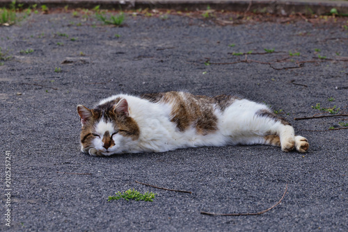 リラックスする野良猫