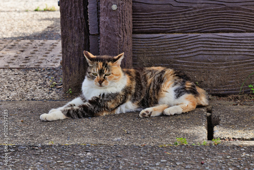 リラックスする野良猫