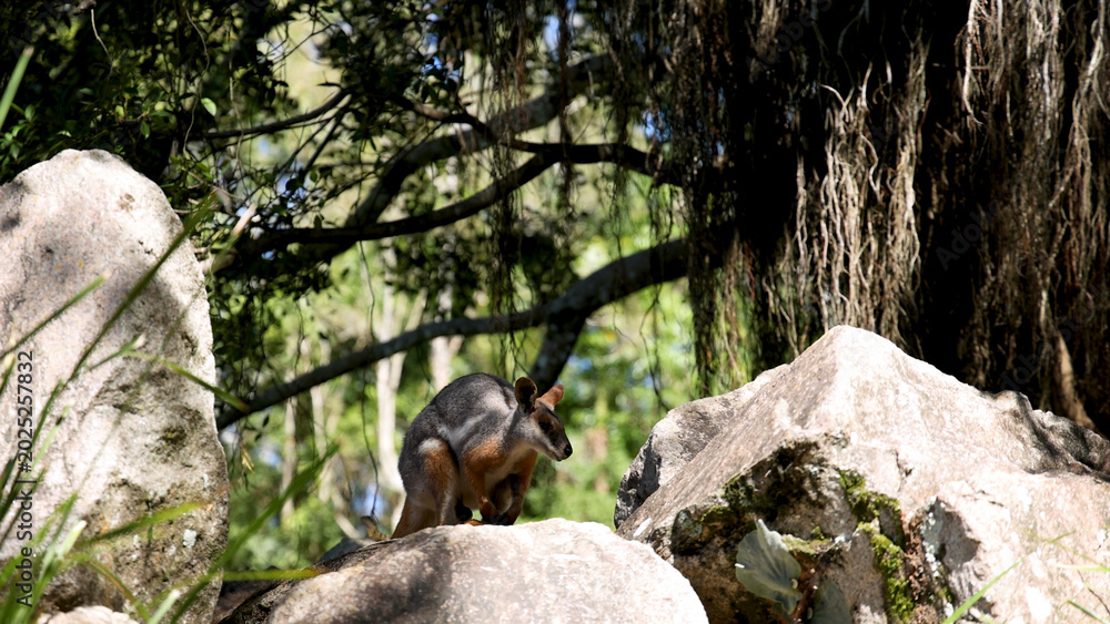 Fototapeta premium Australian Rock Wallaby Standing on Large Boulders in Natural Forest Habitat