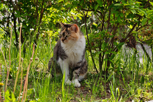 リラックスする野良猫