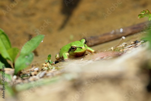 畦にしがみつくアマガエル　高知県本山町