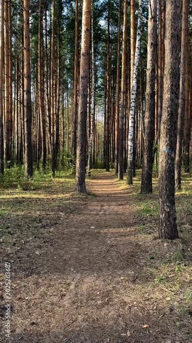 A view of a walking trail in a pine park during golden hour. Vertical 4K footage
