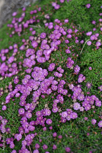 Pink flowers in close-up	