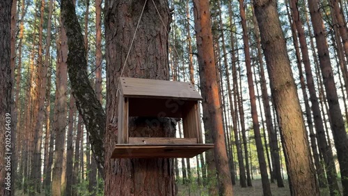 A bird feeder in the shape of a house hanging on a pine tree trunk in a pine forest on a sunny day. 4K footage