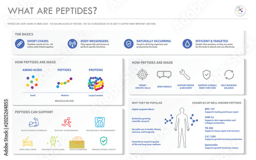 What Are Peptides horizontal business infographic illustration about amino acids, proteins, wellness, recovery, healthcare, biotechnology, and medical science vector.