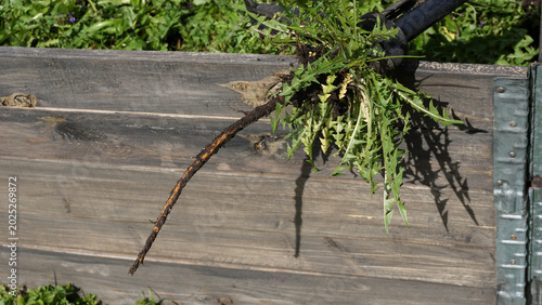 Fotografija Weed puller holding freshly extracted dandelion with intact taproot and flowers above garden container