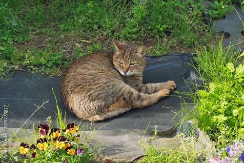 リラックスする野良猫