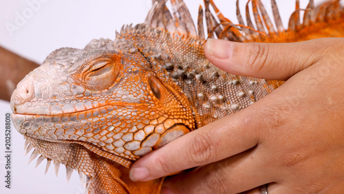 фотографія Close Up of a Person Stroking a Vibrant Orange Iguana Lizard