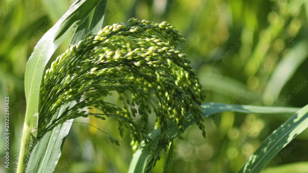 Fototapeta premium Close-Up of a Green Millet Seed Head in Bright Summer Sunlight
