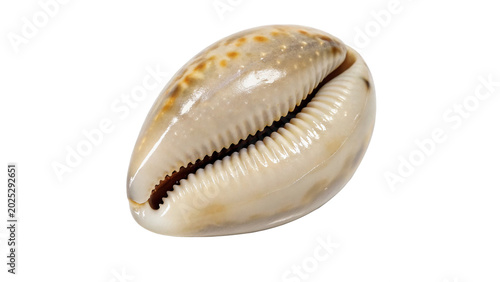 Foto A natural textured glossy cowrie sea shell with elegant brown patterns isolated