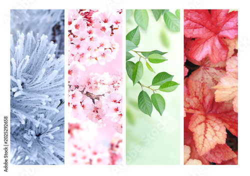 Quadro su tela Set of nature banners depicting natural world